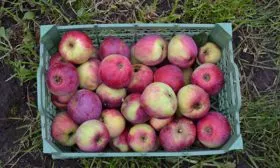 яблоня Орлик хранение