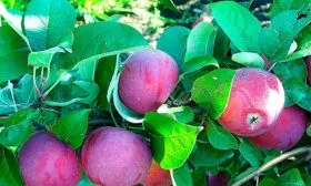 яблоня Орлик плоды