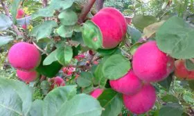 яблоня Орлик плоды на ветках