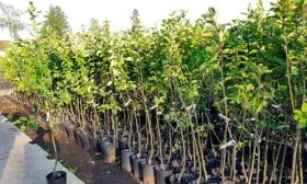 яблоня Орлик Саженцы яблони