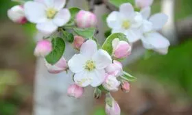 яблоня Орлик цветение