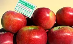 яблоня Орлик вкус