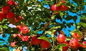 яблоня Орлик яблоки в кроне дерева