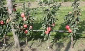 яблоня Останкино на участке