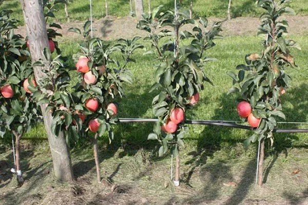яблоня Останкино на участке
