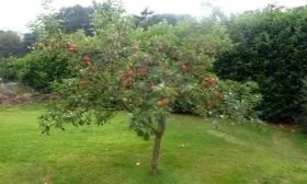 яблоня Пепин шафранный