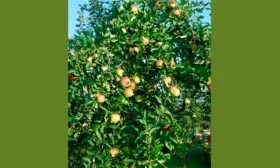 Яблоня Победитель дерево