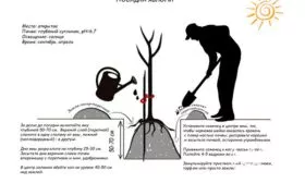 Яблоня Победитель посадка саженца