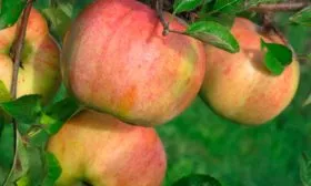 Яблоня Победитель яблоки