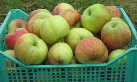 Яблоня Победитель яблоки свойства и сбро