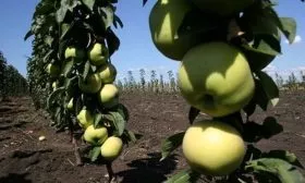 яблоня Президент