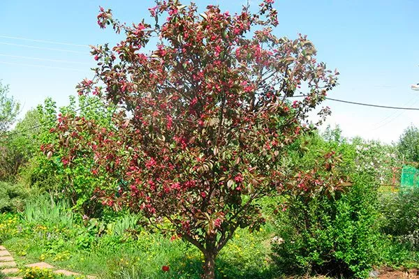 яблоня ранетка дерево