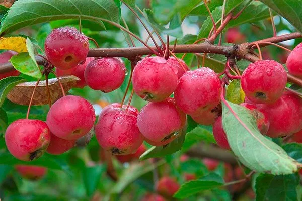 яблоня ранетка плоды