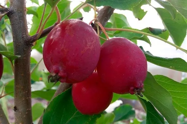 яблоня Ранетка пурпуровая