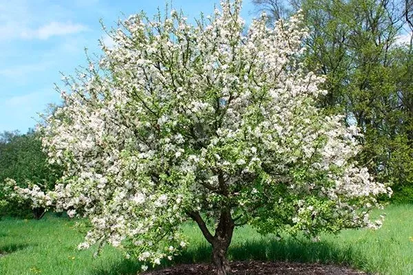 яблоня ранетка цветение