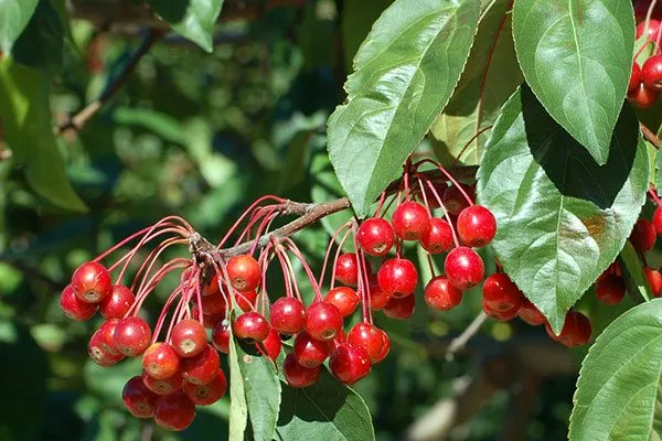 яблоня ранетка ягоды