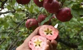 яблоня Редлав Эра