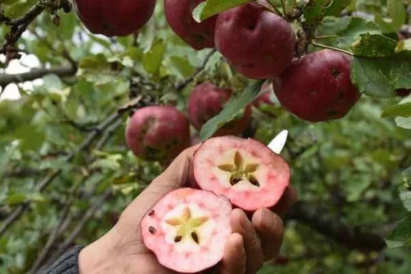 яблоня Редлав Эра