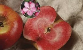 яблоня Редлав Одиссо