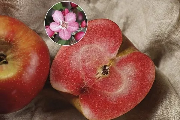 яблоня Редлав Одиссо