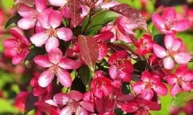 Яблоня Роялти