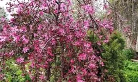 яблоня Роялти бьюти