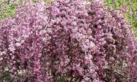 яблоня Роялти пендула