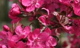 яблоня Роялти пурпурная