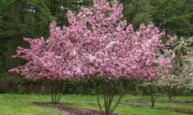 яблоня Рудольф