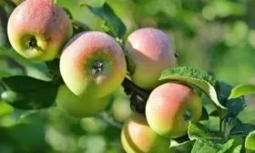 яблоня Синап орловский