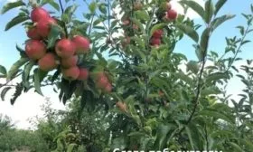 яблоня Слава победителям