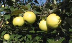 яблоня Славянка