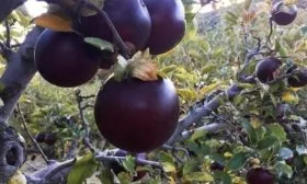 яблоня сорта Чёрный бриллиант