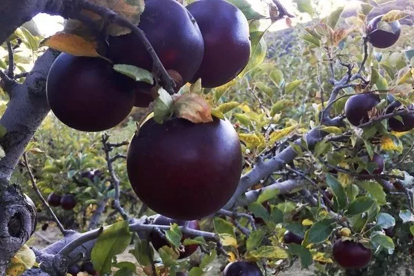 яблоня сорта Чёрный бриллиант