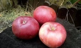 яблоня сорта Лобо