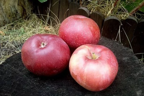 яблоня сорта Лобо