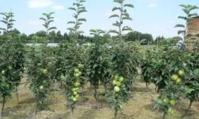 яблоня сорта Президент