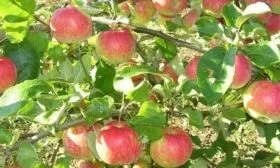 яблоня сорта Рождественское