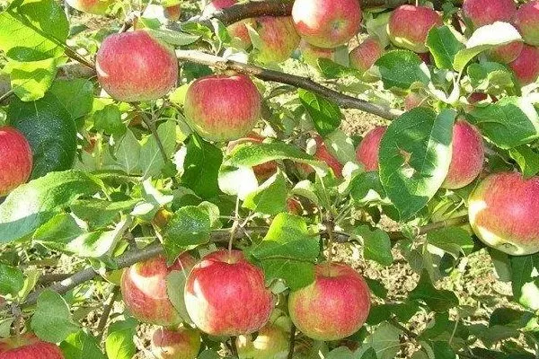 яблоня сорта Рождественское