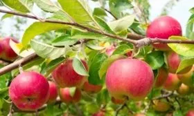яблоня Союз