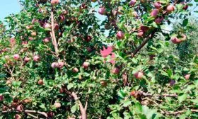 Яблоня Спартан дерево