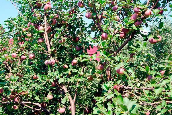 Яблоня Спартан дерево