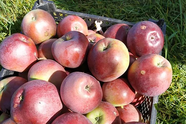 Яблоня Спартан хранение