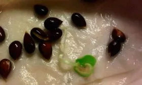 Яблоня Спартан проросшие семена