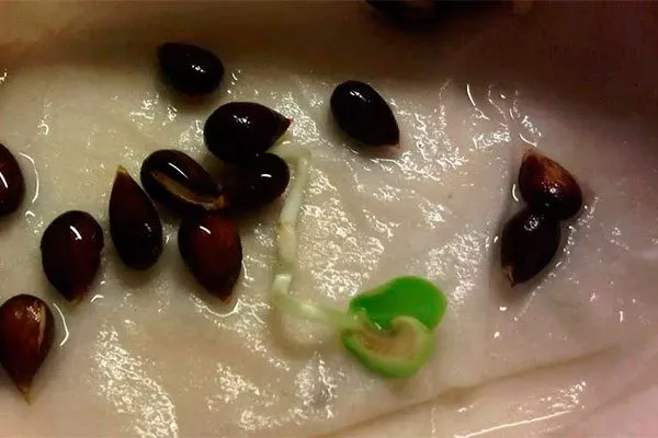 Яблоня Спартан проросшие семена