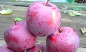 Яблоня Спартан сбор