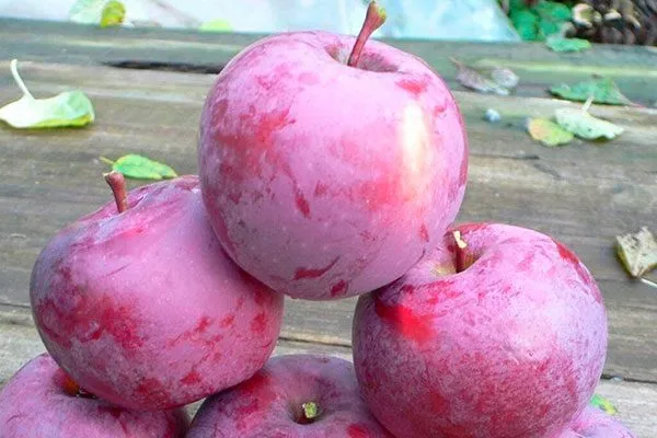 Яблоня Спартан сбор