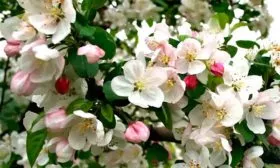 Яблоня Спартан цветение