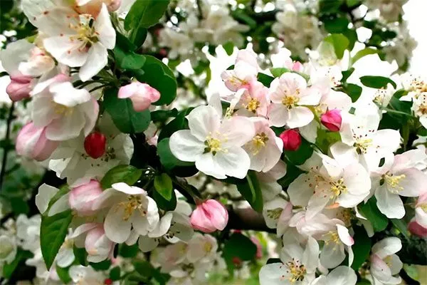 Яблоня Спартан цветение