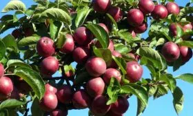 Яблоня Спартан урожайность